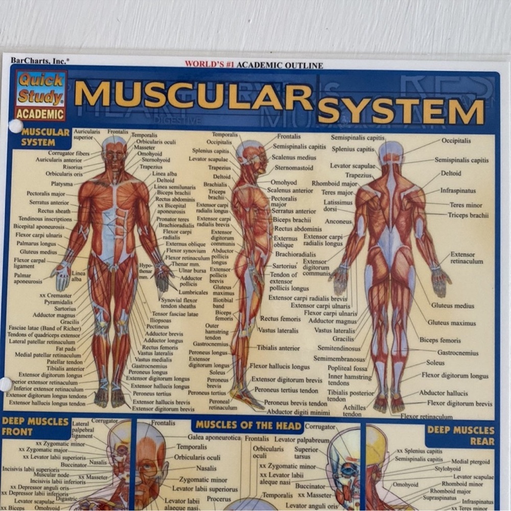 Muscular System Educational Wall Chart/ Study Guide - Picture 4 of 6